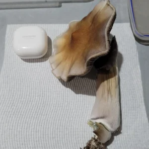 mushroom grow kit psilocybin, mushroom growing kit psilocybin, psilocybin mushroom growing kit​, can you smoke psilocybin mushrooms, drying psilocybin mushrooms​, order psilocybin mushrooms online​, psilocybin mushroom grow kits, psilocybin mushrooms kits, how to dry psilocybin mushrooms, psilocybin mushroom buy, psilocybin mushroom kit​, are psilocybin mushrooms addictive​, psilocybin azurescens​, psilocybin growth kit, grow your own psilocybin mushrooms, how to store psilocybin mushrooms​, psilocybin grow kit, australian psilocybin mushrooms​, buy psilocybin mushrooms, can you smoke psilocybin mushrooms, picking psilocybin mushrooms, where to buy psilocybin mushrooms​, buy psilocybin, where can i buy psilocybin mushrooms, buy psilocybin mushrooms online, price of psilocybin mushrooms, psilocybin mushroom cost, order psilocybin mushrooms online, psilocybin depression, psilocybin depressionen,psilocybin studie teilnehmen, psilocybine depression, psilocybin azurescens, psilocybin mushroom art, psilocybine microdosing​, psilocybine therapie baden württemberg​, psilocybin dosierung, essai clinique psilocybine france​, psilocybine achat, psilocybine et bipolarité​, psilocybin azurescens, microdosage psilocybine avis, psilocybine acheter, acheter psilocybine​, psilocybin mushroom grow kit, how much does psilocybin cost​, can psilocybin mushrooms go bad, do psilocybin mushrooms go bad, psilocybin mushrooms bc, psilocybine québec, are psilocybin mushrooms addictive, psilocybin mushroom art​, picking psilocybin mushrooms, psilocybin tolerance calculator, growing psilocybin mushrooms at home,
