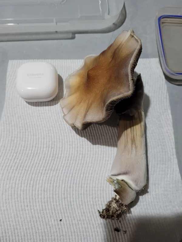 mushroom grow kit psilocybin, mushroom growing kit psilocybin, psilocybin mushroom growing kit​, can you smoke psilocybin mushrooms, drying psilocybin mushrooms​, order psilocybin mushrooms online​, psilocybin mushroom grow kits, psilocybin mushrooms kits, how to dry psilocybin mushrooms, psilocybin mushroom buy, psilocybin mushroom kit​, are psilocybin mushrooms addictive​, psilocybin azurescens​, psilocybin growth kit, grow your own psilocybin mushrooms, how to store psilocybin mushrooms​, psilocybin grow kit, australian psilocybin mushrooms​, buy psilocybin mushrooms, can you smoke psilocybin mushrooms, picking psilocybin mushrooms, where to buy psilocybin mushrooms​, buy psilocybin, where can i buy psilocybin mushrooms, buy psilocybin mushrooms online, price of psilocybin mushrooms, psilocybin mushroom cost, order psilocybin mushrooms online, psilocybin depression, psilocybin depressionen,psilocybin studie teilnehmen, psilocybine depression, psilocybin azurescens, psilocybin mushroom art, psilocybine microdosing​, psilocybine therapie baden württemberg​, psilocybin dosierung, essai clinique psilocybine france​, psilocybine achat, psilocybine et bipolarité​, psilocybin azurescens, microdosage psilocybine avis, psilocybine acheter, acheter psilocybine​, psilocybin mushroom grow kit, how much does psilocybin cost​, can psilocybin mushrooms go bad, do psilocybin mushrooms go bad, psilocybin mushrooms bc, psilocybine québec, are psilocybin mushrooms addictive, psilocybin mushroom art​, picking psilocybin mushrooms, psilocybin tolerance calculator, growing psilocybin mushrooms at home,
